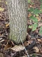 One Dozen 3 Ft Trapping Extension Cables 3/32&rdquo; Dog Proof DP